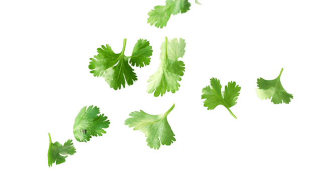 Pure veg restaurants in Pushkar